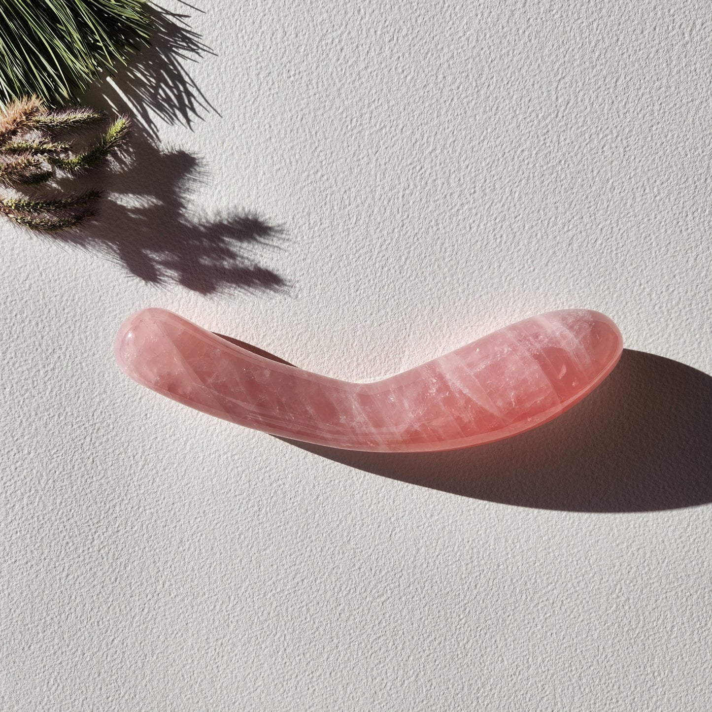 Large, curved, dual-sized rose quartz crystal wand with one thick and one thin end, lying on a light surface with pine needles and shadows.